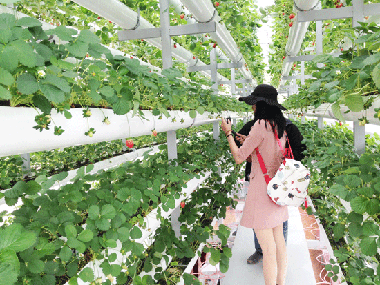 SplendorVietnam's tweet photo. Exploring lush strawberry gardens adorned with red berries clusters is an indispensable part of the visit to Da Lat.
#Da_Lat #Strawberrygarden #Vietnam https://t.co/kPeLPfKnI9