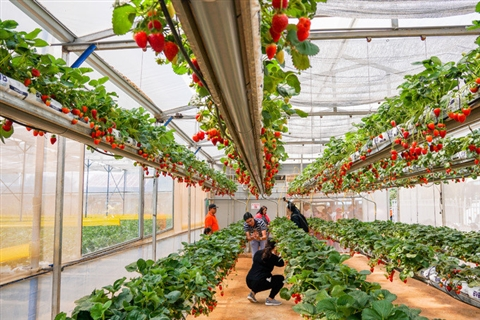 SplendorVietnam's tweet photo. Exploring lush strawberry gardens adorned with red berries clusters is an indispensable part of the visit to Da Lat.
#Da_Lat #Strawberrygarden #Vietnam https://t.co/kPeLPfKnI9