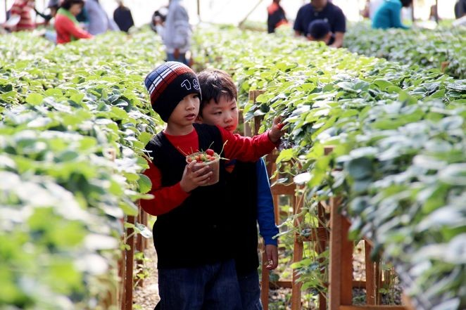 SplendorVietnam's tweet photo. Exploring lush strawberry gardens adorned with red berries clusters is an indispensable part of the visit to Da Lat.
#Da_Lat #Strawberrygarden #Vietnam https://t.co/kPeLPfKnI9