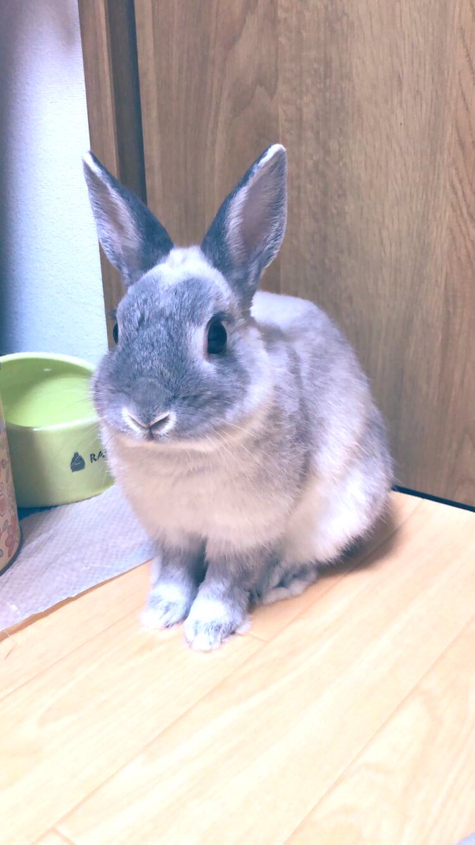 コロ ネザーランドドワーフ Korosuke Lovely Twitter