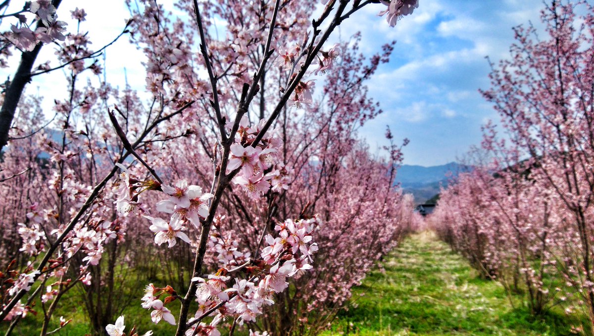 mankyu320's tweet image. 筑北の桜はひと味違う🌸