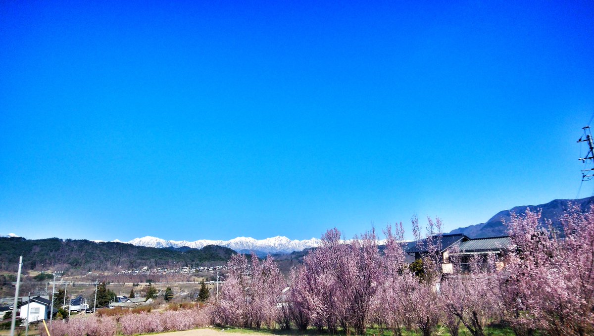 mankyu320's tweet image. 筑北の桜はひと味違う🌸