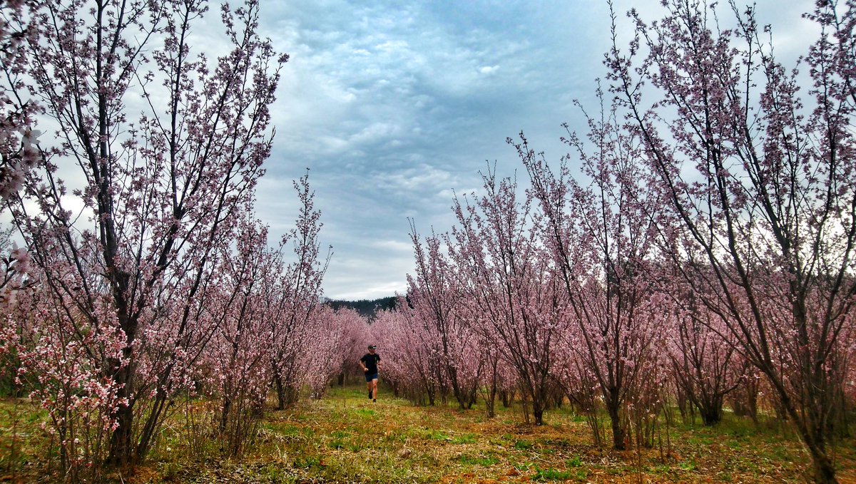 mankyu320's tweet image. 桜畑を走るのは最高🌸
※許可は取ってあります