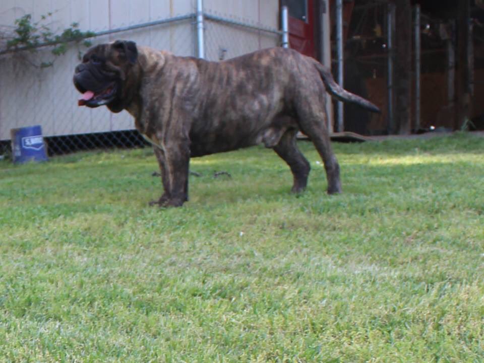 smoky mountain bullmastiffs