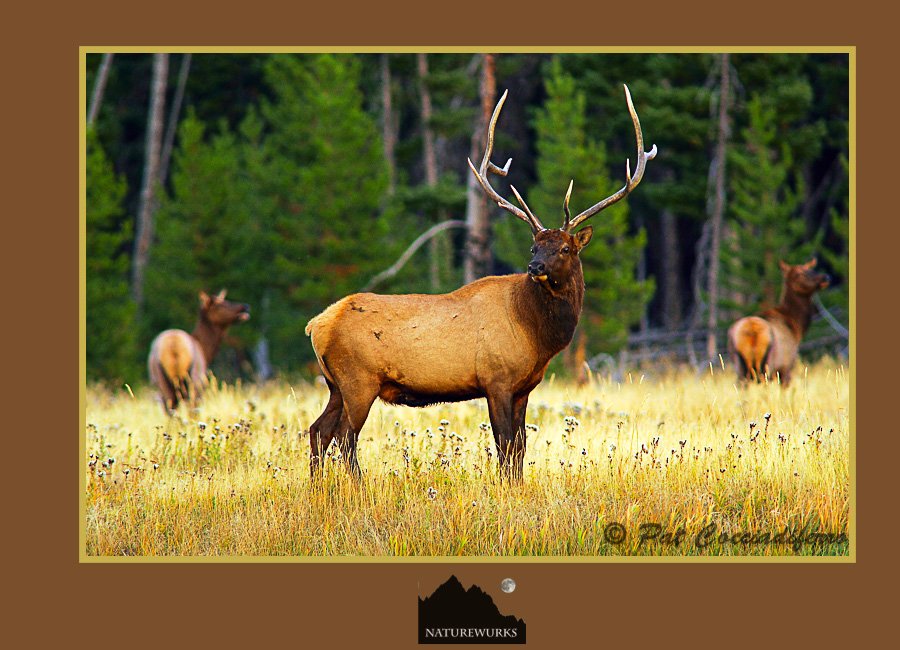 NatureWurks tweet media