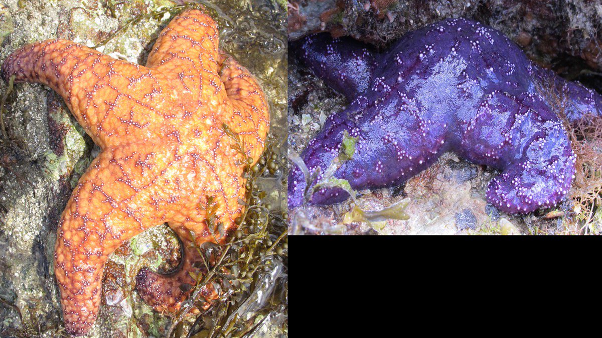 DrewHarvell's tweet photo. Best day ever. We counted 481 adult Pisaster ochraceous at one of our sites on Orcas Island, #SanJuanIslands and no #seastarwasting. TONS of big orange stars, which have been rare after the epidemic. Kudos #CORALS2019 @CornellCALS @edyong209 @SeaDocSociety https://t.co/5Q0leaswqr