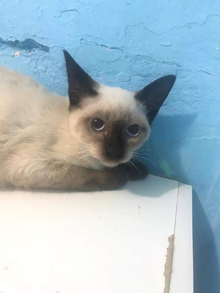 abrigo_anjo's tweet photo. Esta gatinha sialata foi abandonada ontem de manhã no terreno da Dona Rosa, ontem tentamos pegá-la, mas ela estava muito assustada, hoje, na hora que fomos levar a ração para os gatinhos que vivem por lá, conseguimos fazer o resgate.
Está aqui com a gente e precisa ser castrada. https://t.co/WjkRukFd7g
