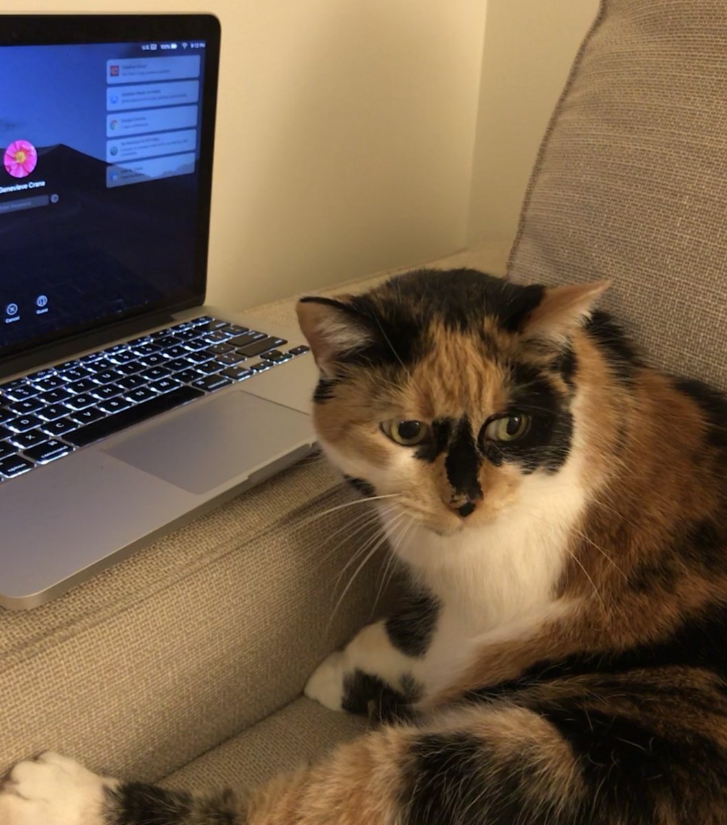 evemariecrane's tweet photo. Katja now joining from #nyc. She's mad it took me so long to log her in! #pathJC #petsofpathJC https://t.co/iGJzr0RzE2