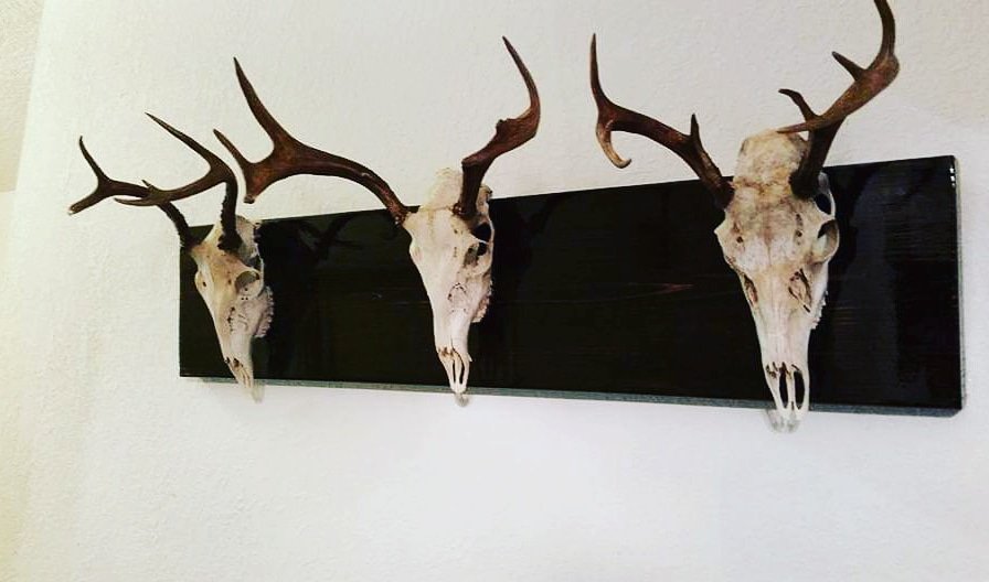 hunterboy1986's tweet image. Can you guess which one of these was taken on private land? Everything was completed by me. From killing the deer to making the plaque and hanging them on the wall.  I get more pride doing it myself #havinablastoutdoors #hunting #huntingwithdogs #whatdoyudu