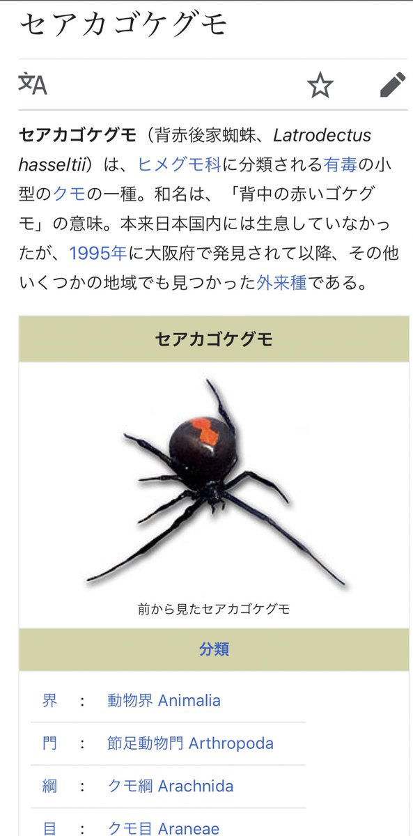 ɴᴇᴋo ʙᴇᴀᴍ 毒蜘蛛 Wiki引用 現場で繁殖中 何度樹脂にとじこめようと思ったことかww 駆除しきれないのが現実ですね 不謹慎だが綺麗な個体見つけるとちょっとテンション上がる 現場で働いてるので安全の為 始末はしますが 案外そこらへんにいる