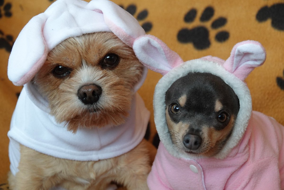 MissAngelMini's tweet image. 🐾Mommy's a wittle wait.... Happy late Easter! 🐾
#AngelLily #rescue #Yorkie #ShihTzu #MiniRainDrop #Chihuahua #FurBabies #FurKids  #DogsOfTwitter #WVgirls #SweetGirls #MommysGirls #HappyGirls #MamaSaizWereSpeshul #EasterFun #HoppyEaster #FunTimesWifMama #XOXOs  #BunnyEars