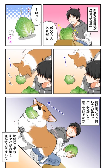 キャベツ泥棒 