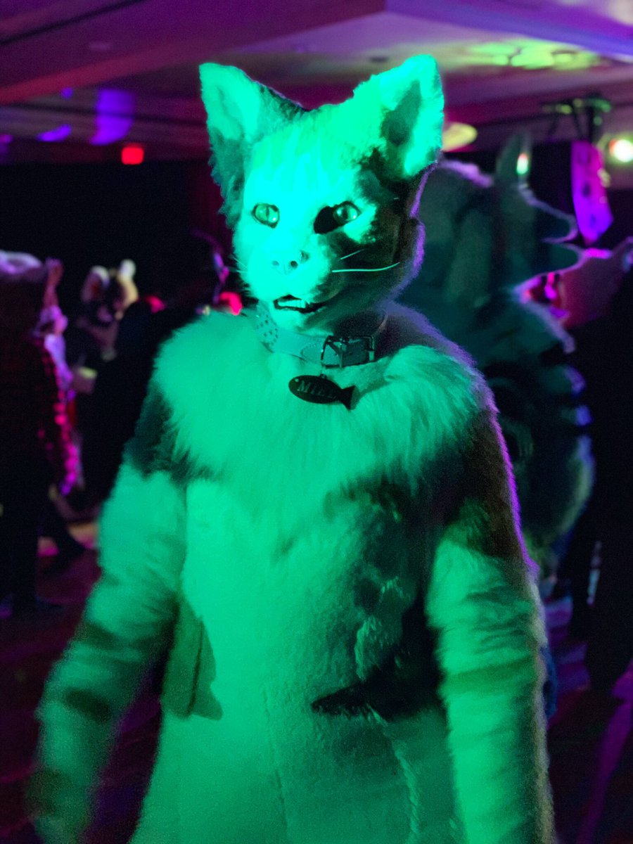 KittenDorm's tweet photo. Wanna party with some of the coolest alley cats? Get your tickets to @CatConWorldwide in Pasadena, and you’ll be in for a wild weekend! #catconla https://t.co/STvJfHkDcr