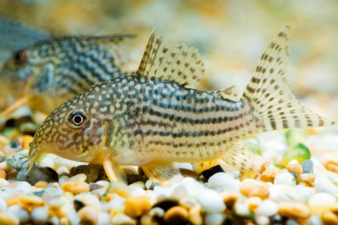 Aquarium Talks On Twitter Corydora Aka Cory Cats Are Belong To