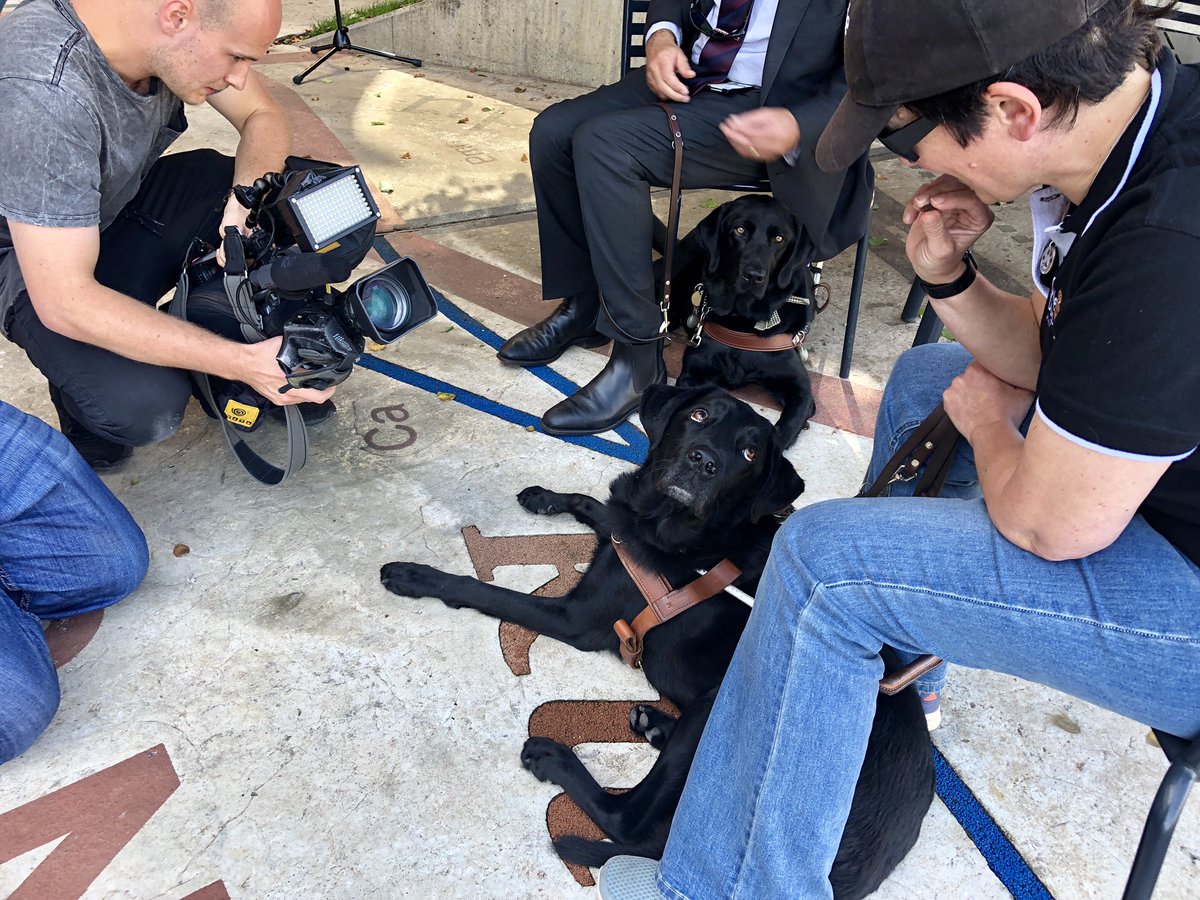 elle_conway's tweet image. 1 in 2 guide dog handlers have been refused entry to a public place or service because of their four-legged assistant. Meet Dudley and Wiley, and their owners as they campaign for #AccessAllAreas tonight on @9NewsCanberra at 6pm. @GuideDogsNSWACT