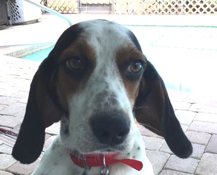 BeagleRescue's tweet photo. TJ is a 4 y/o adoptable Beagle mix boy. He loves people, other dogs and cuddles! He has amazing eyes and is so very cute! https://t.co/uRvqdjHbqS https://t.co/p7yy3AKUac