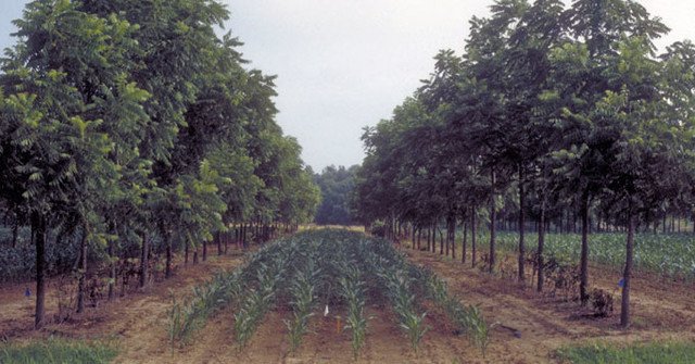 Agroforestry.  Combining crops and trees. yaleclimateconnections.org/2019/03/farmer…  #barakahfarm #agroforestry #permaculture #sustainableharvest