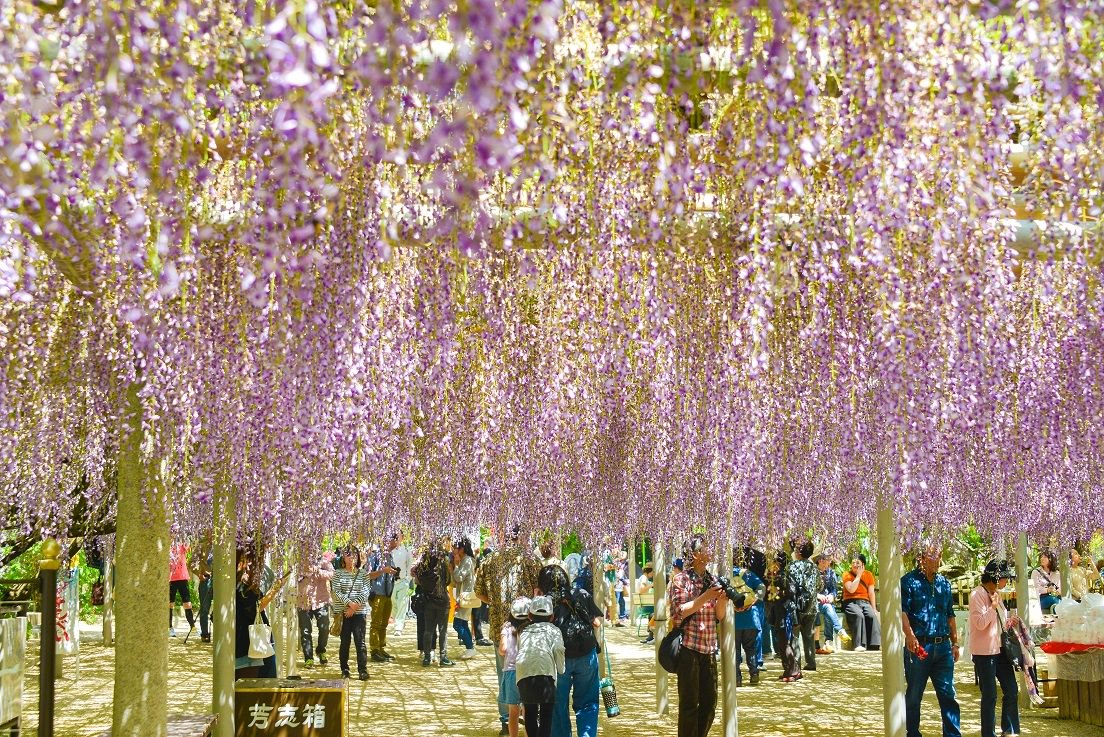 好きっちゃ北九州 北九州市公式 吉祥寺藤まつり 4 27 土 4 29 月 祝 北九州市八幡西区の吉祥寺 周辺で 今年も 吉祥寺藤まつり を開催 市の保存樹にも指定されている樹齢160年程の野田藤をはじめ 今年もたくさんのフジの花が境内を白紫に