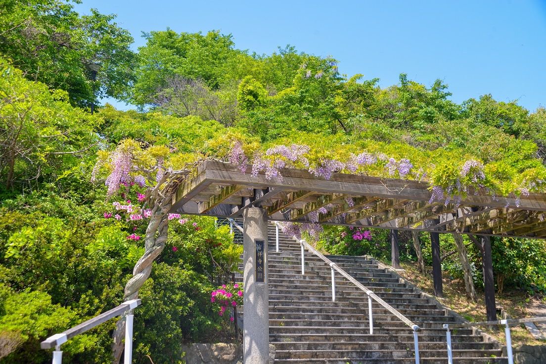 好きっちゃ北九州 北九州市公式 吉祥寺藤まつり 4 27 土 4 29 月 祝 北九州市八幡西区の吉祥寺 周辺で 今年も 吉祥寺藤まつり を開催 市の保存樹にも指定されている樹齢160年程の野田藤をはじめ 今年もたくさんのフジの花が境内を白紫に