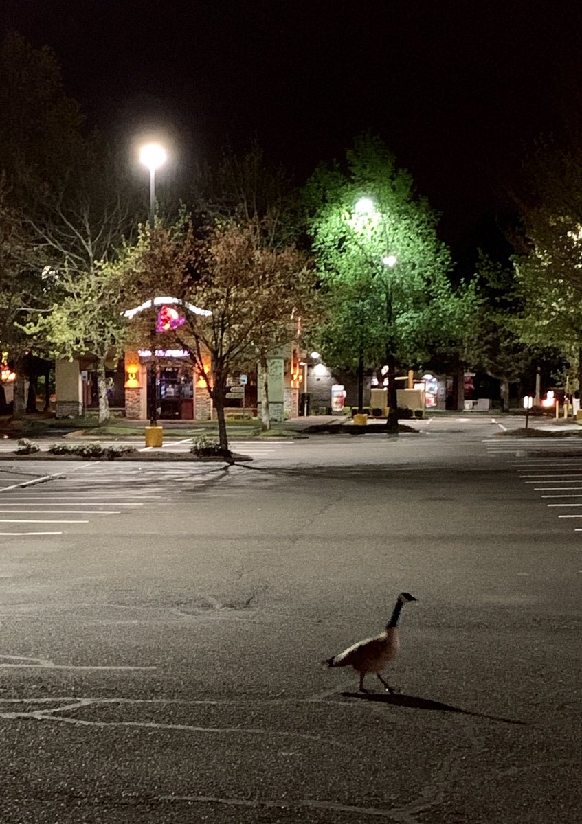 Nice to know I wasn’t the only Canadian wandering alone in the Taco Bell parking lot at 5 a.m. this morning.