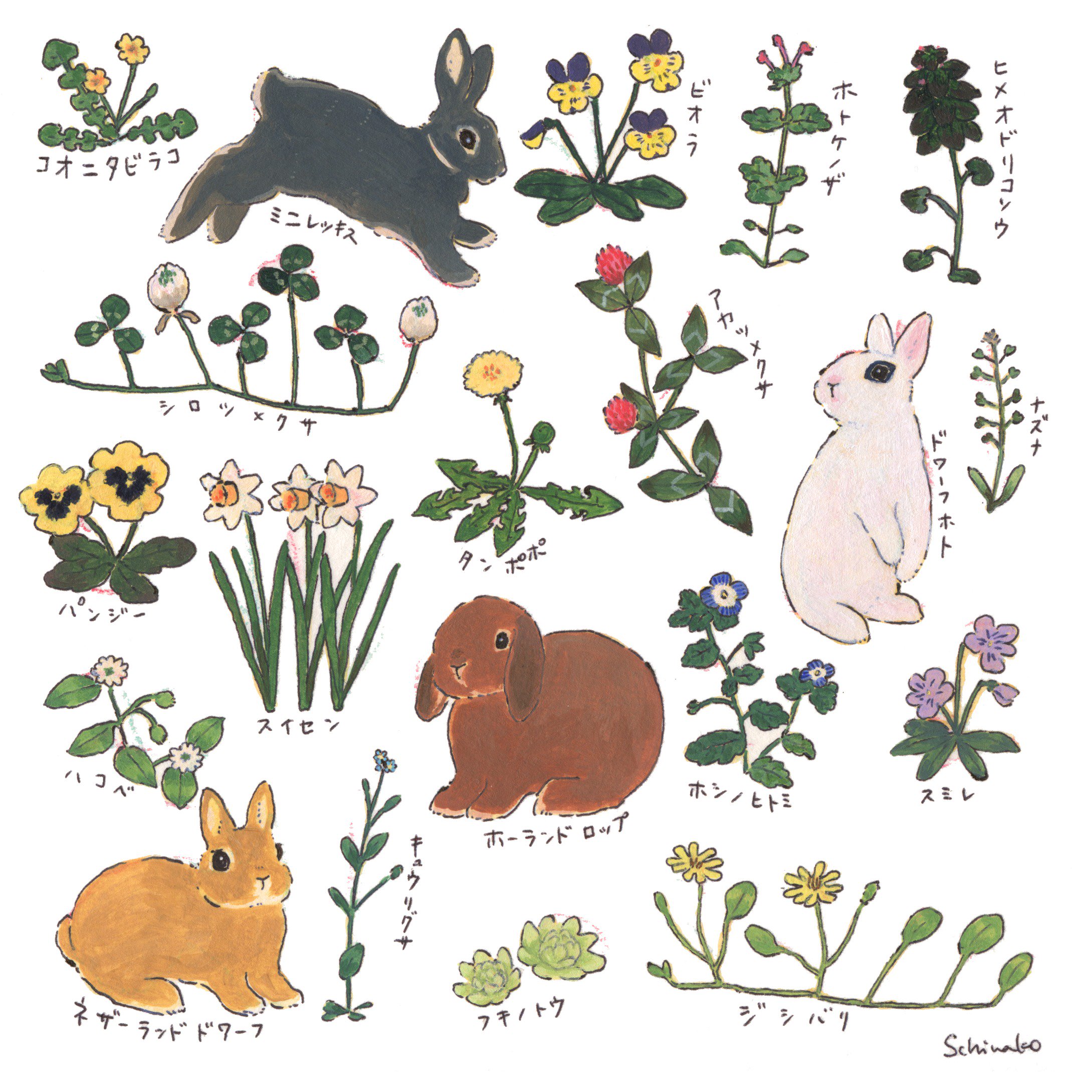 Schinako Moriyama Illustrator 左のは春の花とうさぎさん 食べられない植物も描いてる 右のは 食べられる植物とうさぎさん 季節は関係ない たまにおやつとして庭で安全に育てた野草とハーブをあげています 野草を食べているブランはちょっとだけ