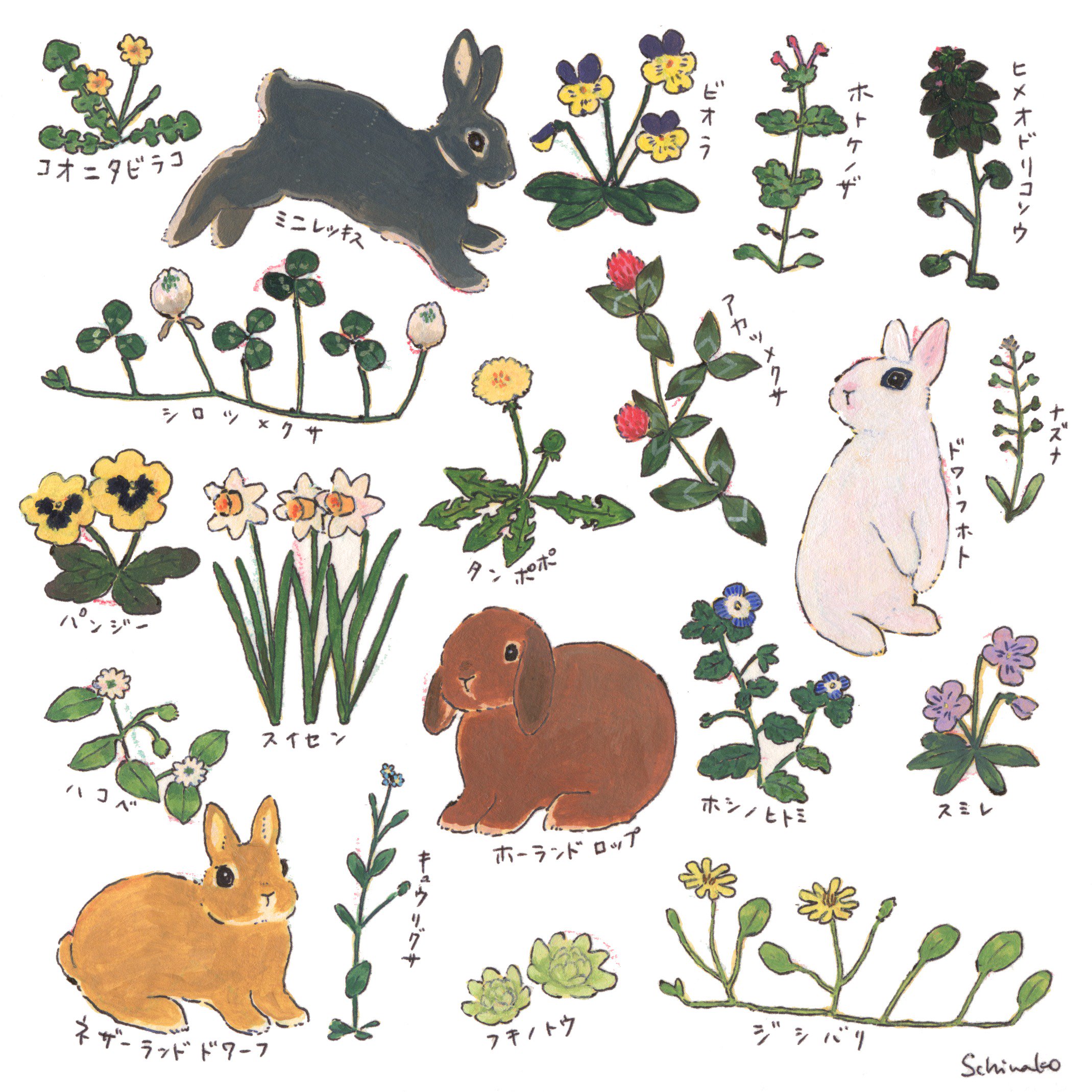 Schinako Moriyama Illustrator 左のは春の花とうさぎさん 食べられない植物も描いてる 右のは食べられる植物とうさぎさん 季節は関係ない たまにおやつとして庭で安全に育てた野草とハーブをあげています 野草を食べているブランはちょっとだけ