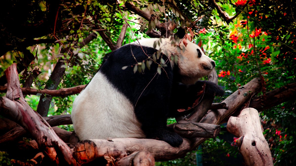 Panda - San Diego Zoo #Black #White #Panda #SanDiego #SanDiegoZoo #Canon #Nature #Photography #Conservation #Wildlife #WildlifePhotography #PandaPhotography