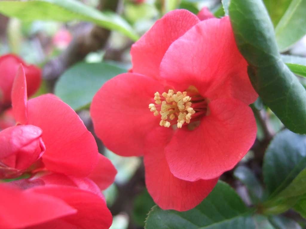 オダマキbot 冬の花 ボケ 花言葉 平凡 早熟 ボケなのに早熟 ツッコミっていう花もあるといいのに ボケ っていう名前をつけられたこの花が不憫ですねェ T Co Ycxzrmfly3 オダマキbot 冬の花 ボケ 花言葉 平凡 早熟 ボケなのに早熟 ツッコミっていう花もあるといいのに ボケ っていう名前をつけられたこの花が不憫ですねェ T Co Ycxzrmfly3
