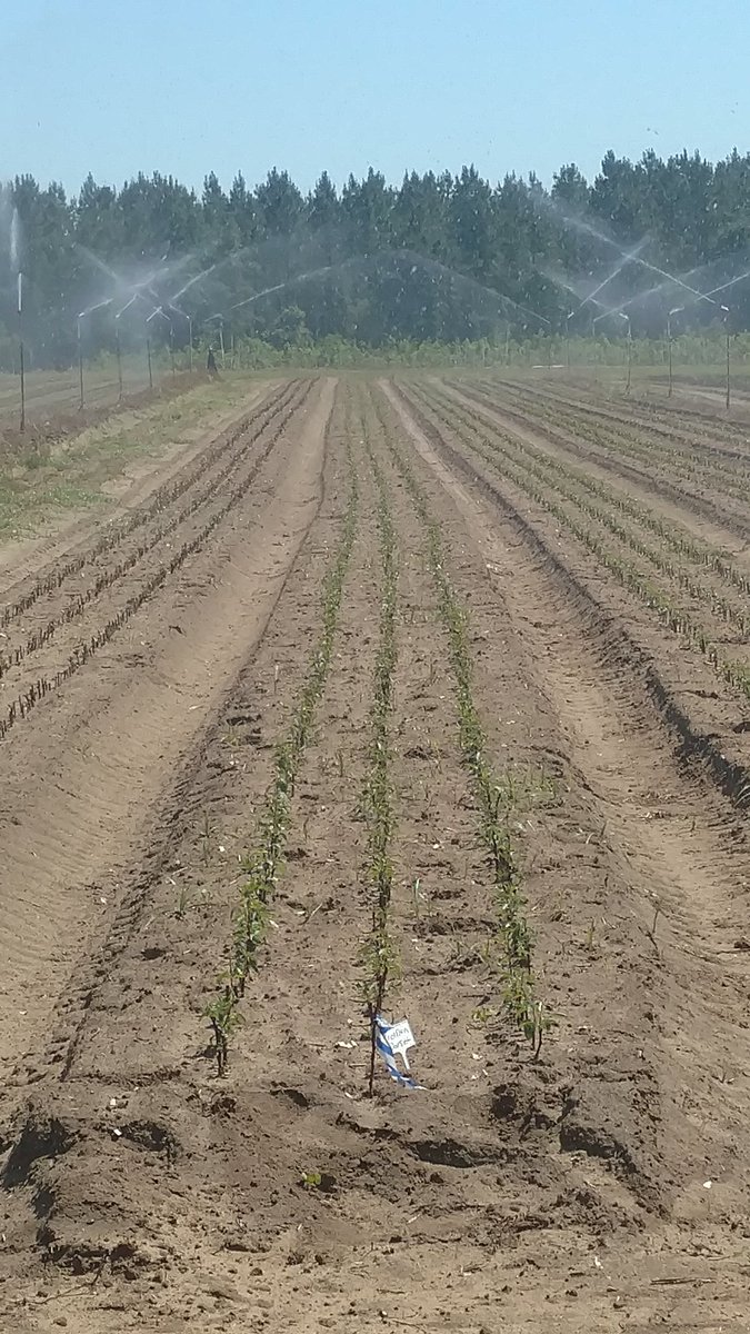 BryanPeters_AGN's tweet photo. Yeah we can grow apples in North Florida, as long as you have @redoxgrows !
These benchgraft apples are getting #RootRx and #penecal for superior root development. @agnutrients can grow for you. https://t.co/YHkByWwr4V