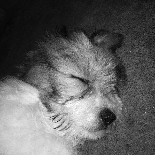 veenggo's tweet photo. my happiness 😩♥️ https://t.co/JYSEz1xsI7