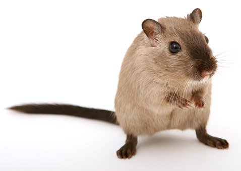 VanaVana2200000's tweet photo. https://t.co/yXp1wjeEyp #lawncare #pests #rats #pest #bedbugs #mosquito #mosquitonets #mosquitoproblems #Zika #mosquitos #FightTheBite #ZikaVirus #ratcontrol #rodentcontrol https://t.co/J9IvOQy8oM