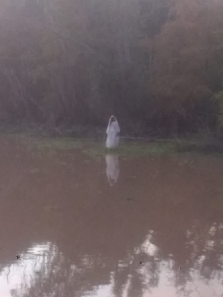 hectorlocutor's tweet photo. Extraña mujer fantasma en medio de una Laguna de Buenos Aires , fotos tomadas x dos celulares distintos  #BebanaLaRompe https://t.co/WfZPvhhP9c