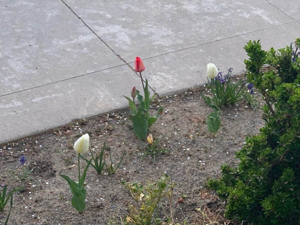 richcarrillo7's tweet photo. While waiting for the call of the chair at #nvleg, Iβm just admiring the pretty tulips. #deadline #tulips #niceoutside https://t.co/NFjyUjj6oX