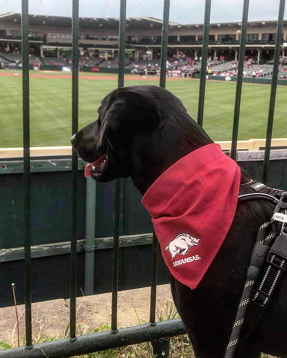 autumnssims's tweet photo. "Mom was that the hog call or dog call?" #omahogs 🐗⚾🐶 https://t.co/YuVbqucxxk