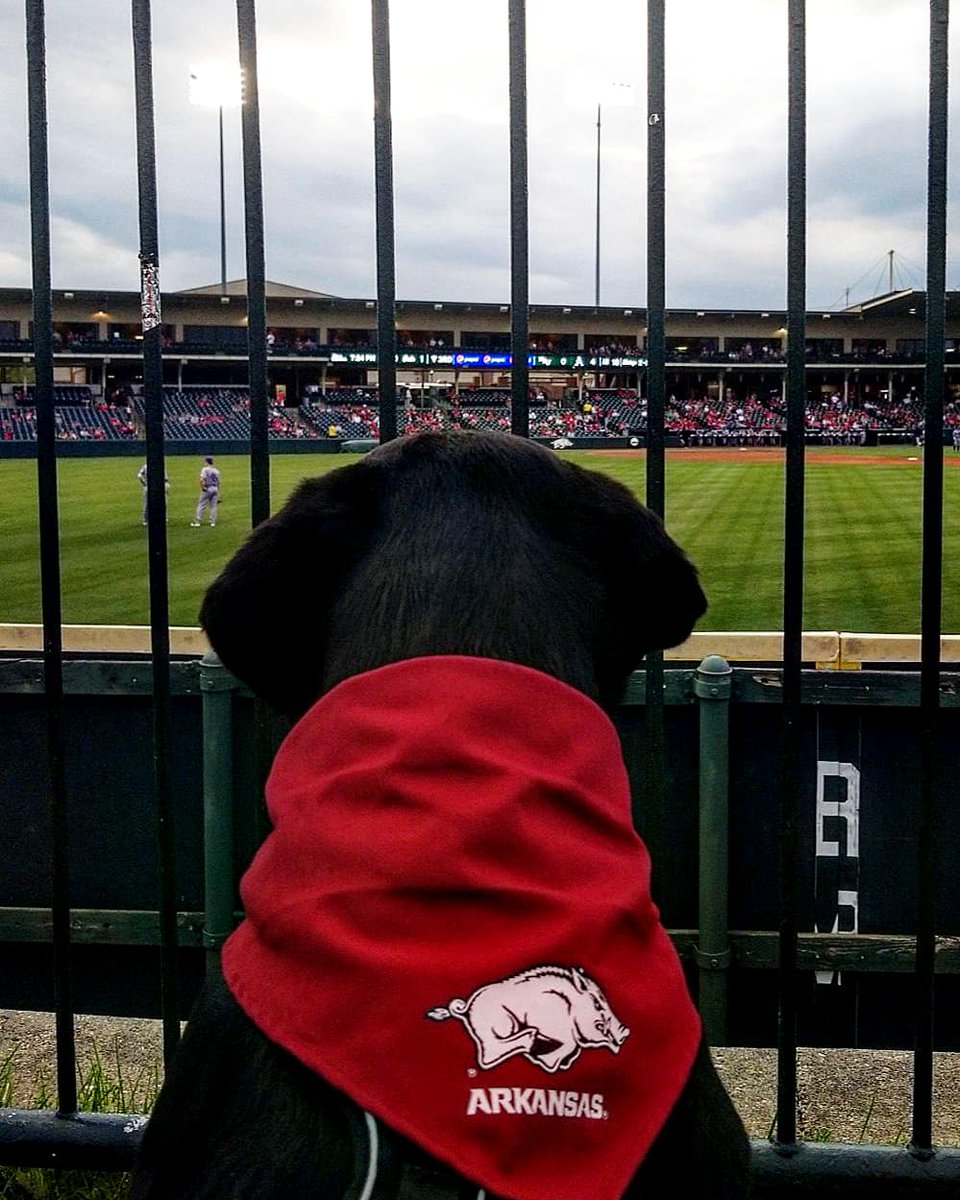 autumnssims's tweet photo. "Mom was that the hog call or dog call?" #omahogs 🐗⚾🐶 https://t.co/YuVbqucxxk