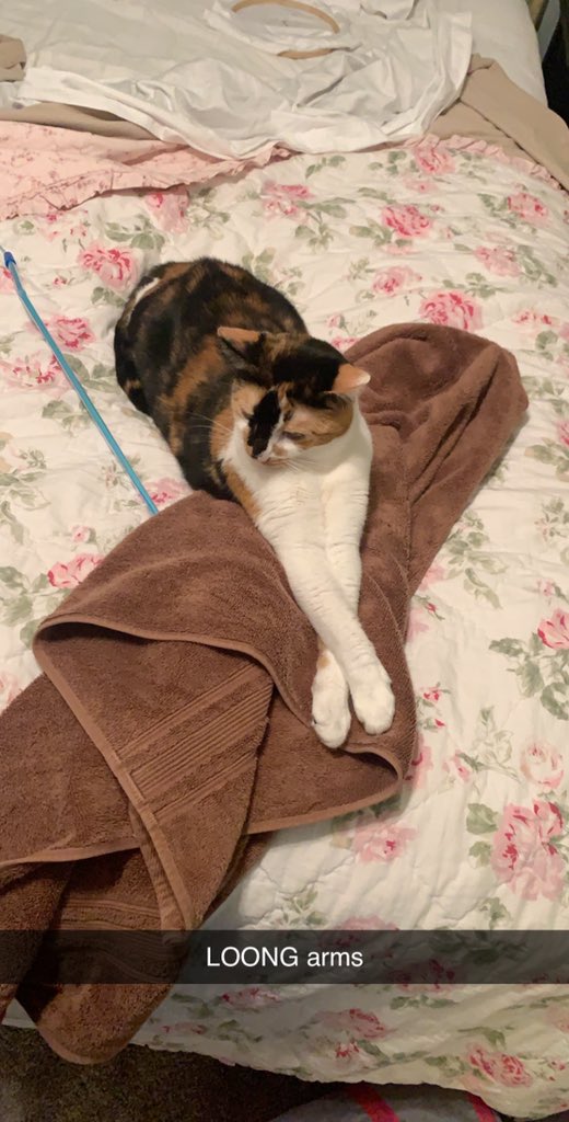 ladyginger14's tweet photo. Make surr to desplay yor finest attrributes. Mine ar my long arms and delicat paws https://t.co/OdQi9iknCB