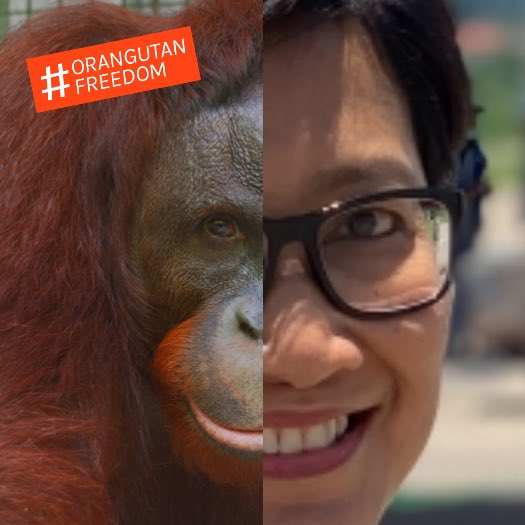 I support #orangutanfreedom @bornean_OU