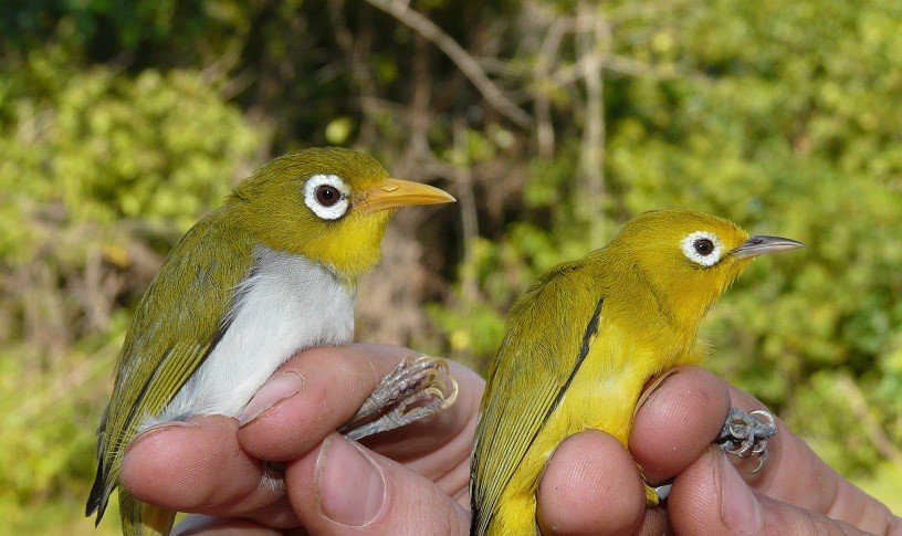 tcddublin's tweet photo. Say hello to the beautiful Wangi-wangi white-eye and Wakatobi white-eye! 

These striking birds represent newly discovered species, characterised by zoologists from @TCD_NatSci working in Sulawesi.

Read more about this fantastic news at: https://t.co/BT7FSZtBhK https://t.co/1EdZujEo48
