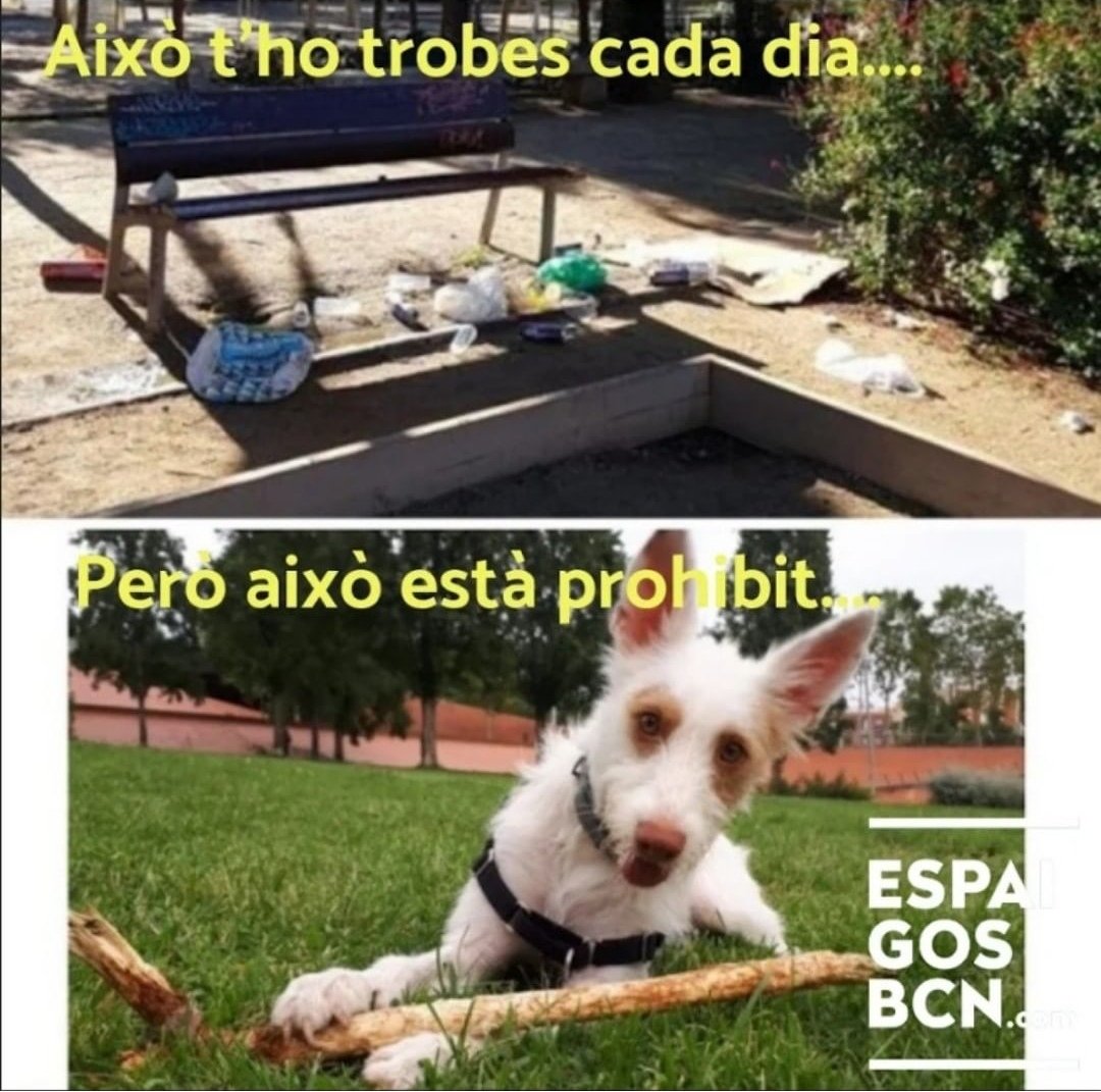 espaigosbcn's tweet photo. No somos irrespetuosos con nuestro entorno.
Sabemos que nuestros perros necesitan espacios abiertos donde jugar, socializarse, oler
Por eso los parques para las #personesambgos son muy importantes. Espacios que utilizamos cada dia para su buen equilibrio emocional. @BCN_Ecologia https://t.co/wLI87JaAP4
