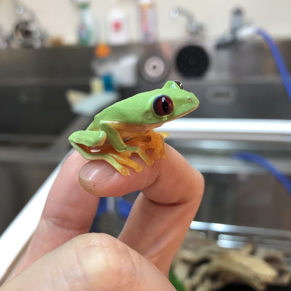 爬虫類ショップアンテナ博多店 スパーレルアカメアマガエル 入荷 販売開始です お昼間は寝ていて目がなくなって地味でブサイクになっていますが 一旦目をあけるとルビー色のガラスの様な綺麗なお目目にウットリ カエルコーナーではなく 暖かい 爬虫類ショップアンテナ博多店 スパーレルアカメアマガエル 入荷 販売開始です お昼間は寝ていて目がなくなって地味でブサイクになっていますが 一旦目をあけるとルビー色のガラスの様な綺麗なお目目にウットリ カエルコーナーではなく 暖かい
