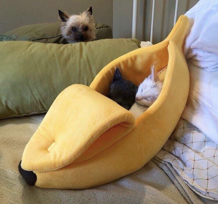 catloversfest's tweet photo. Banana Boat- Fun sun protection😎 https://t.co/7kVTJPZ4oB