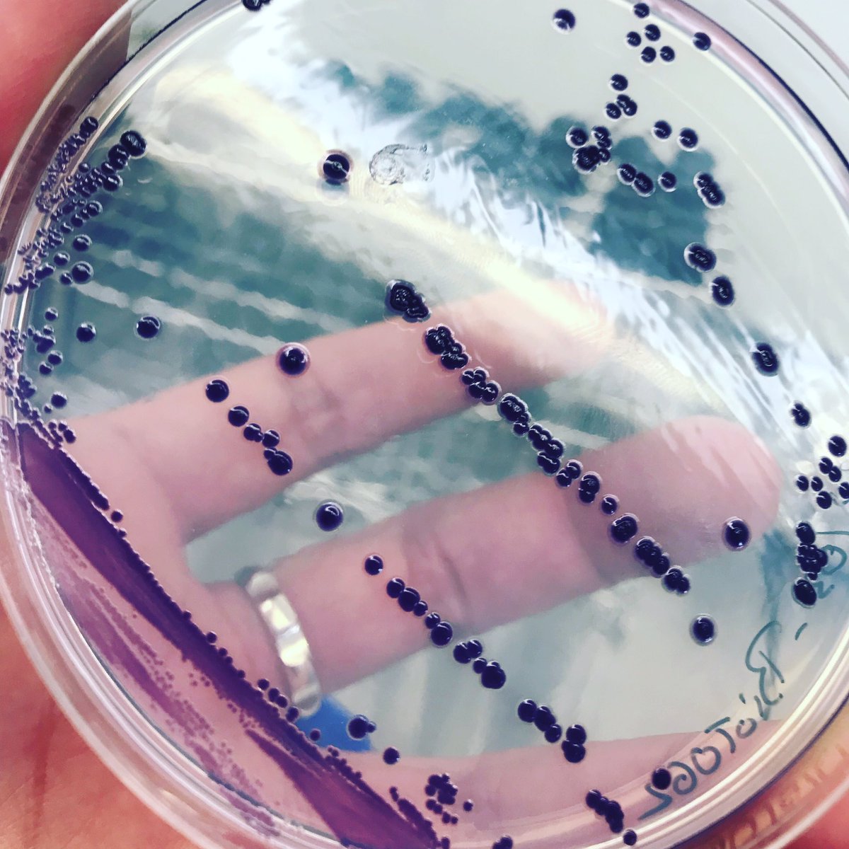 NicolasChabert5's tweet photo. Chez @BioIntrant nous ne cessons jamais d’accroitre notre collection déjà riche de plus de 2000 #bactéries pour développer des #biostimulants répondant aux besoins de l’ #agriculture. https://t.co/vpbe7T5jLT