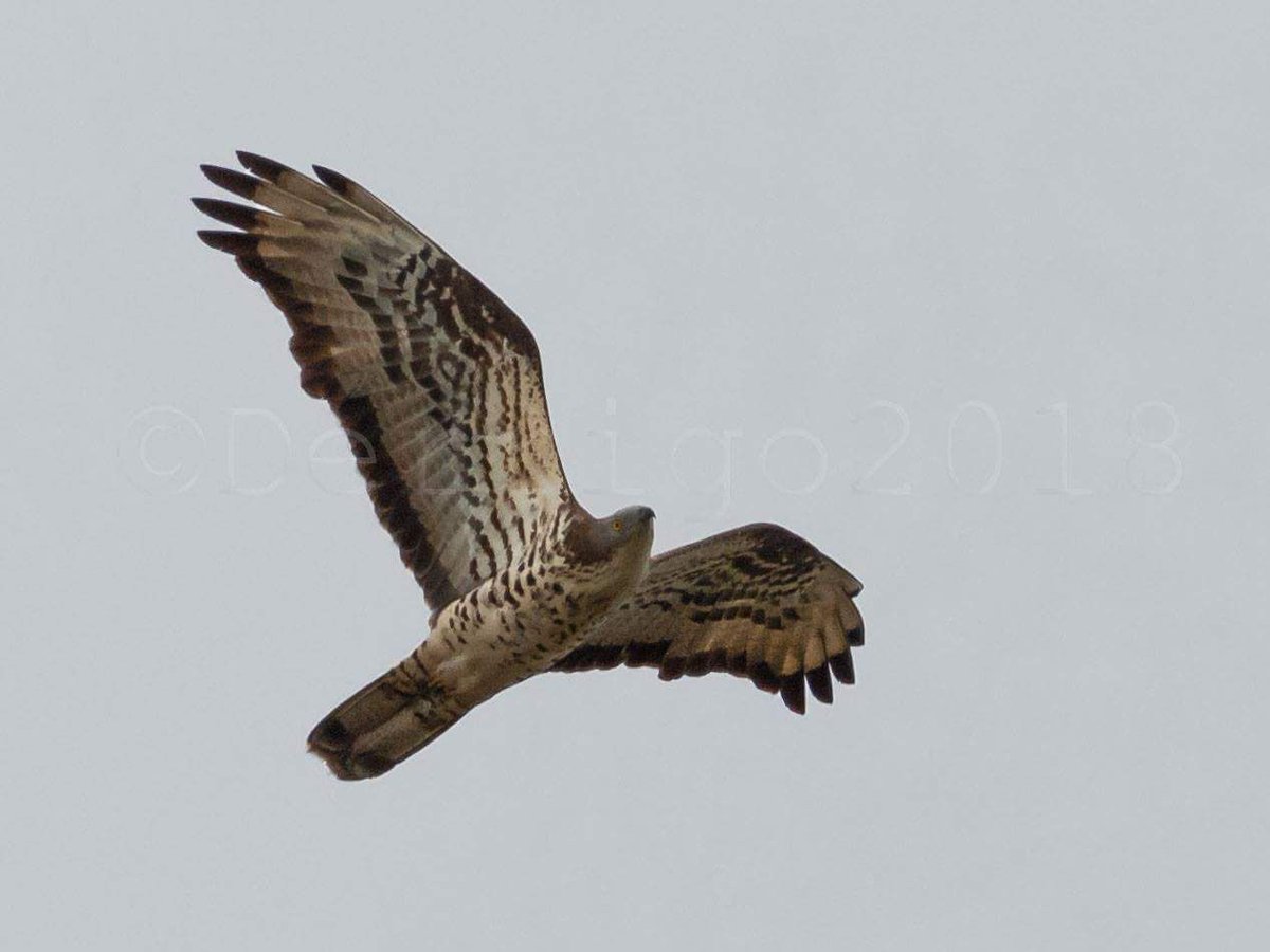 Evidence of large‐scale range shift in the distribution of a Palaearctic migrant in Africa #ornithology #birds #Raptors #birdmigration #birdsofprey onlinelibrary.wiley.com/doi/full/10.11…