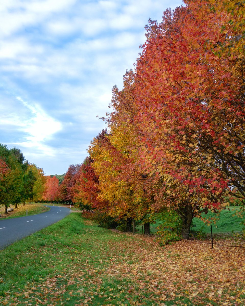 jamesofbright's tweet photo. I was too busy admiring the autumn colour in Stanley near #Beechworth that I didn't even notice the interdimensional portal opening up in the sky to finally allow me to return to my home universe. Oh well, next time. #seehighcountry #autumntrees #interdimensionalportal https://t.co/O4ZS87CQZh
