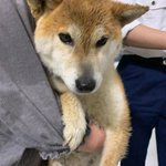 皆さんのお力を貸して下さい!犬を保護しました。