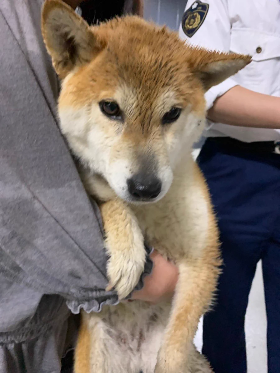 皆さんのお力を貸して下さい！犬を保護しました。