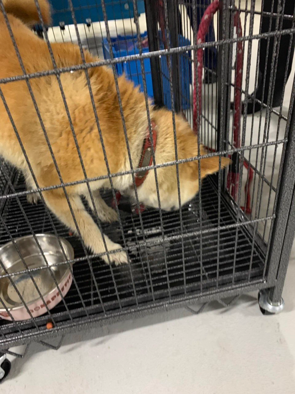 皆さんのお力を貸して下さい！犬を保護しました。