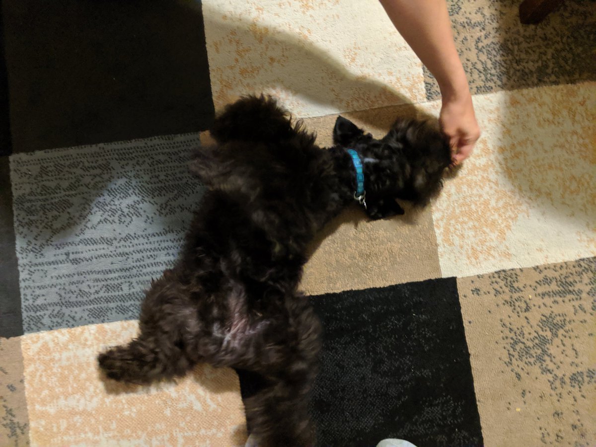 MrBilboWaggins's tweet photo. So mom is trying to teach me a new trick called "roll" but I keep getting stuck here. #totallygotthis #halfroll #upsidedownismyfavoritedown https://t.co/msNXARKs0U