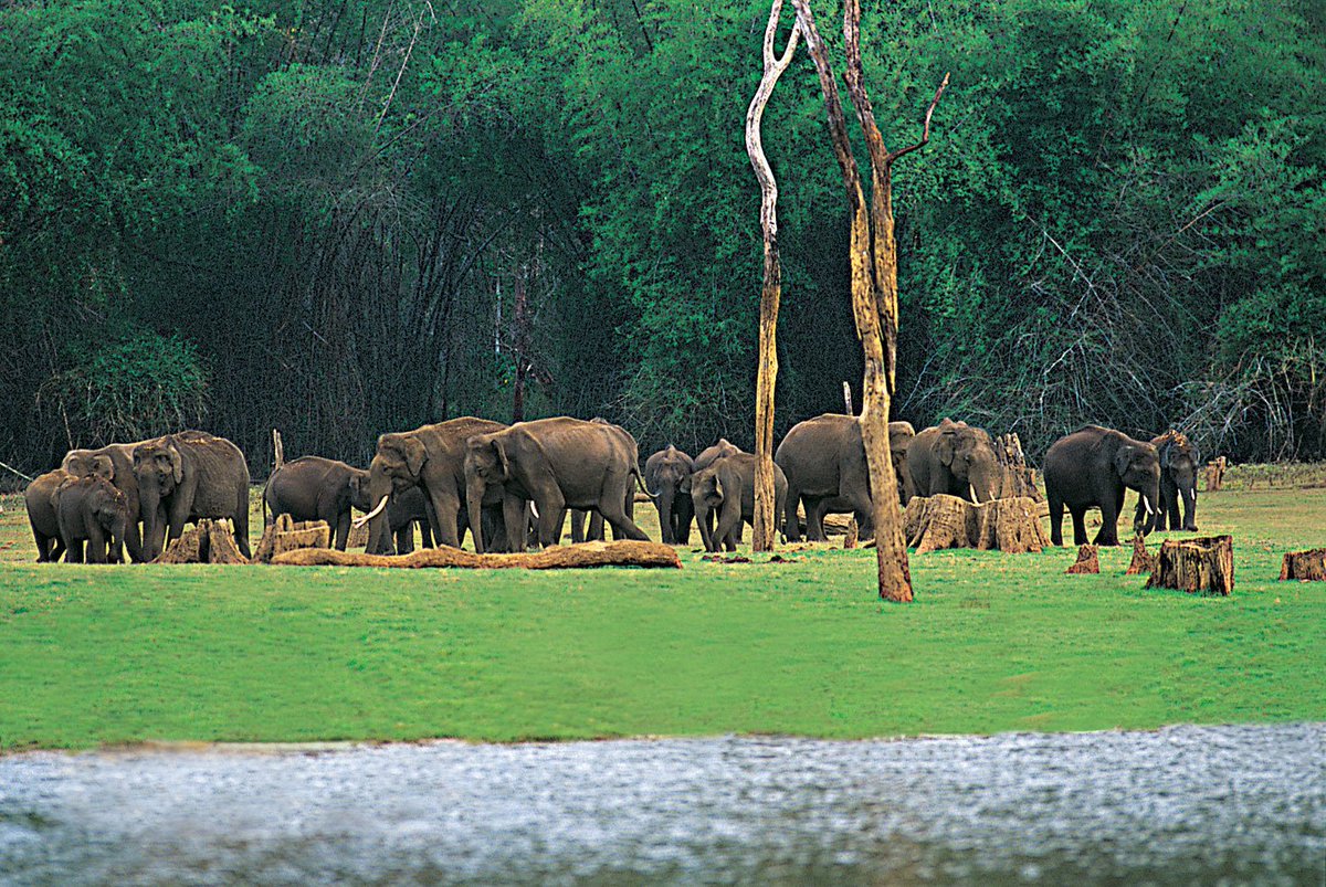 itisablog's tweet image. Nestled on the Kerala-Tamil Nadu border, Thekkady hill station is among #Kerala’s most amazing and picturesque destination #periyarnationalpark #periyarwildlifesantuary #thekkady #triptokerala #hillstationsofkerala #southindia #travelblog #godsownland bit.ly/2VXWJTN