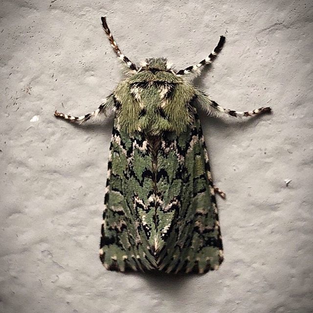 lorinelsonart's tweet image. The Joker Moth visited me. I’m thinking I want a click-and-buy option for her cloak. #FeraliaJocosa #lepodoptera #moth #sallowmoth #catskills #jokermoth #inspiration bit.ly/2UzZR6E